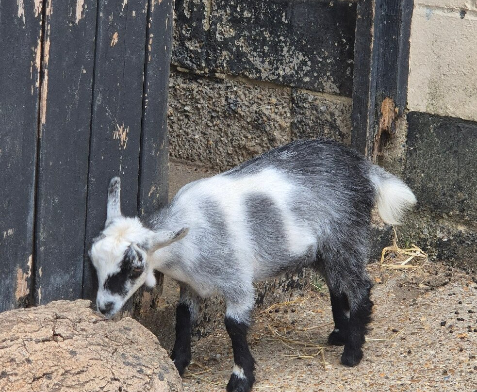 Rare Breeds Centre-Woodchurch必去景点