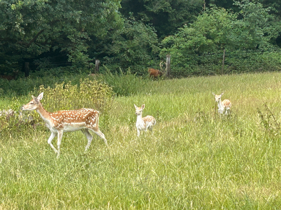Wildpark Haibach-Haibach必去景点