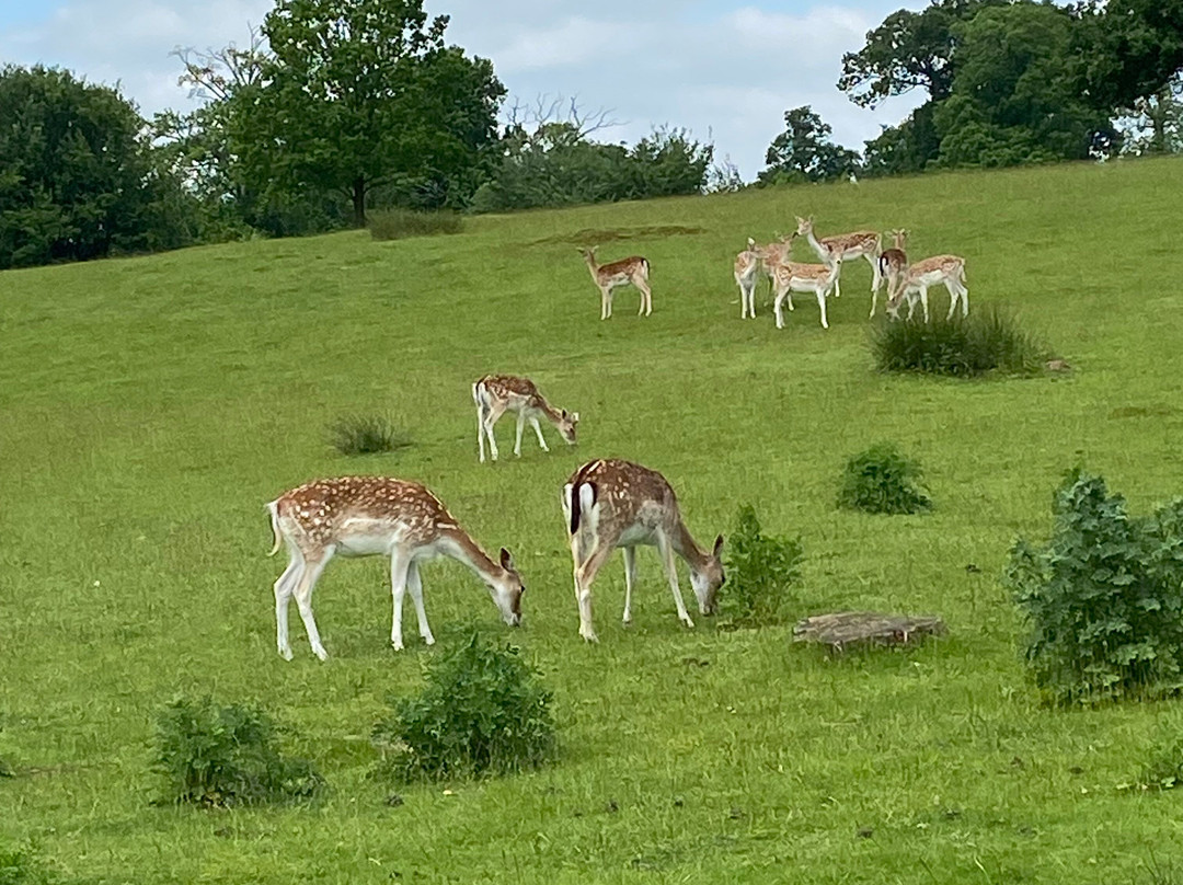 Knole - National Trust-Sevenoaks必去景点