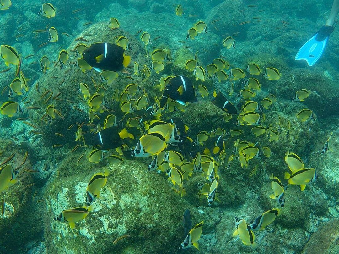 Sealion Dive Center-Los Mochis必去景点