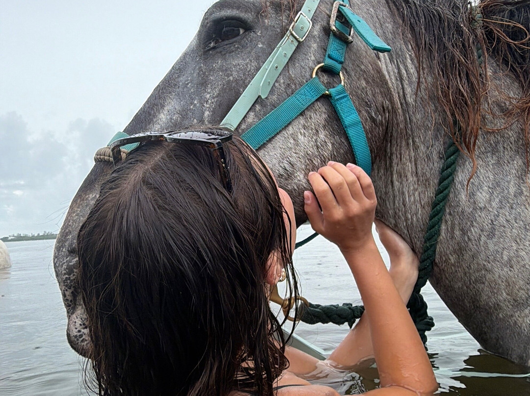 Florida Beach Horses-布雷登顿必去景点