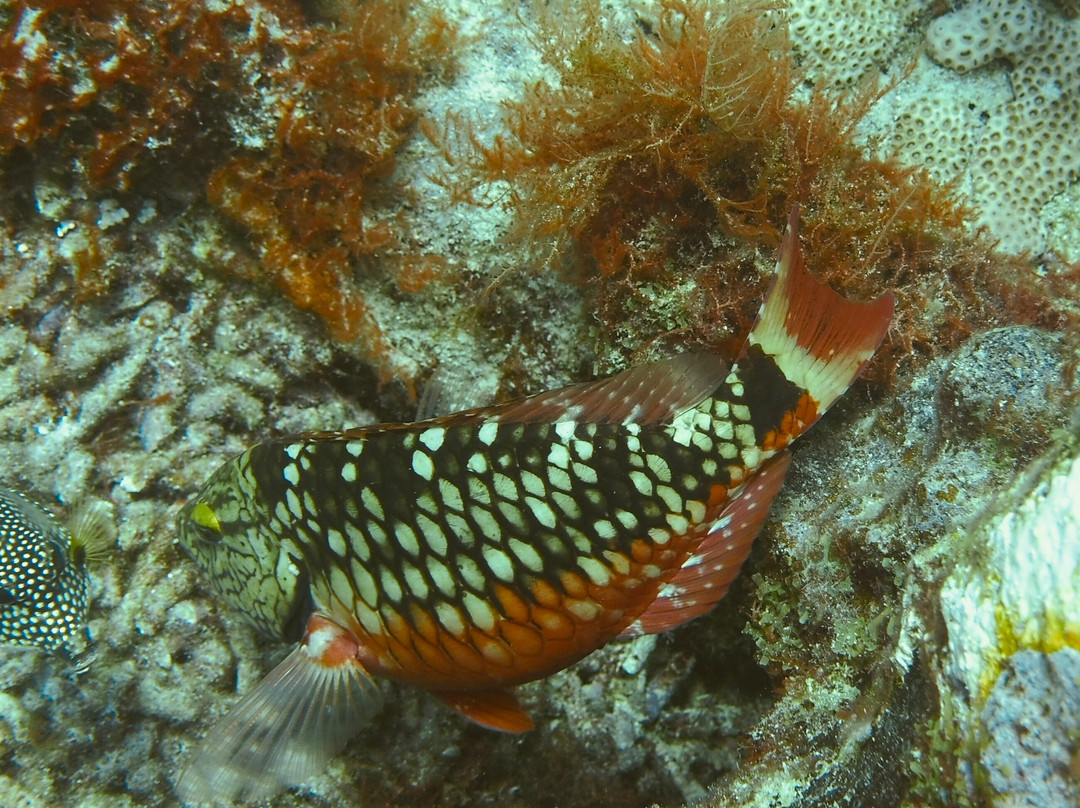 Dive Center Scuba Do-威廉斯塔德必去景点