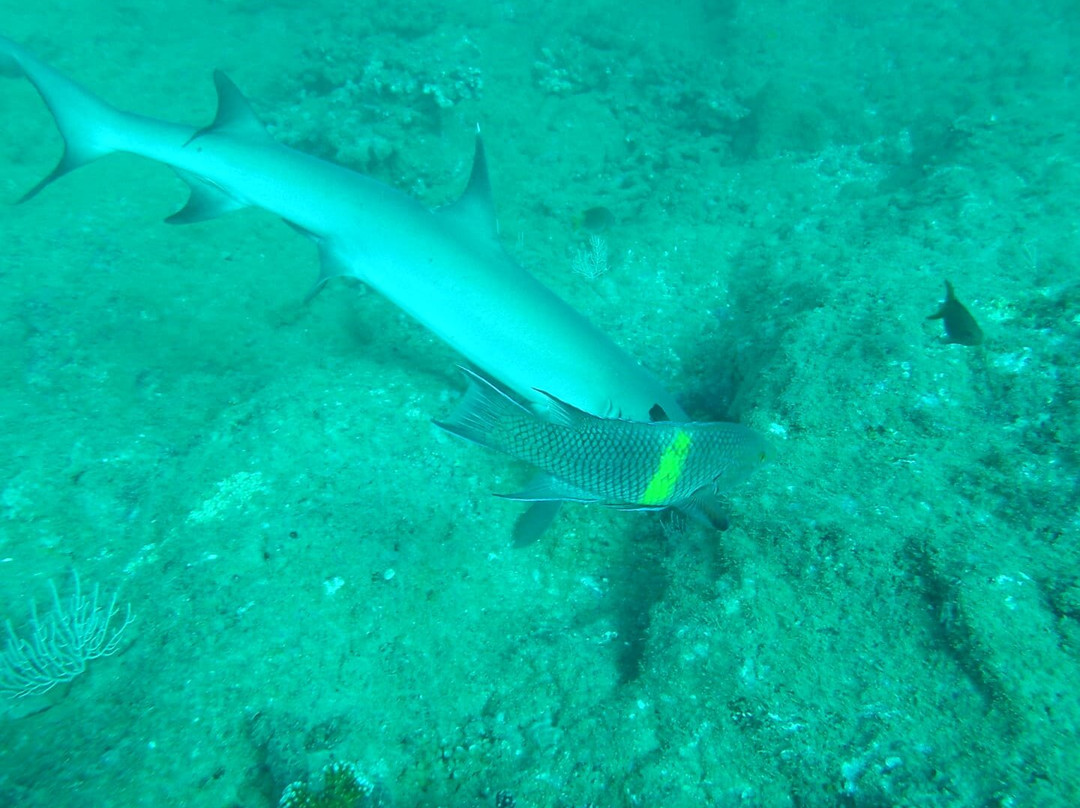 Osa Divers-Osa Peninsula必去景点