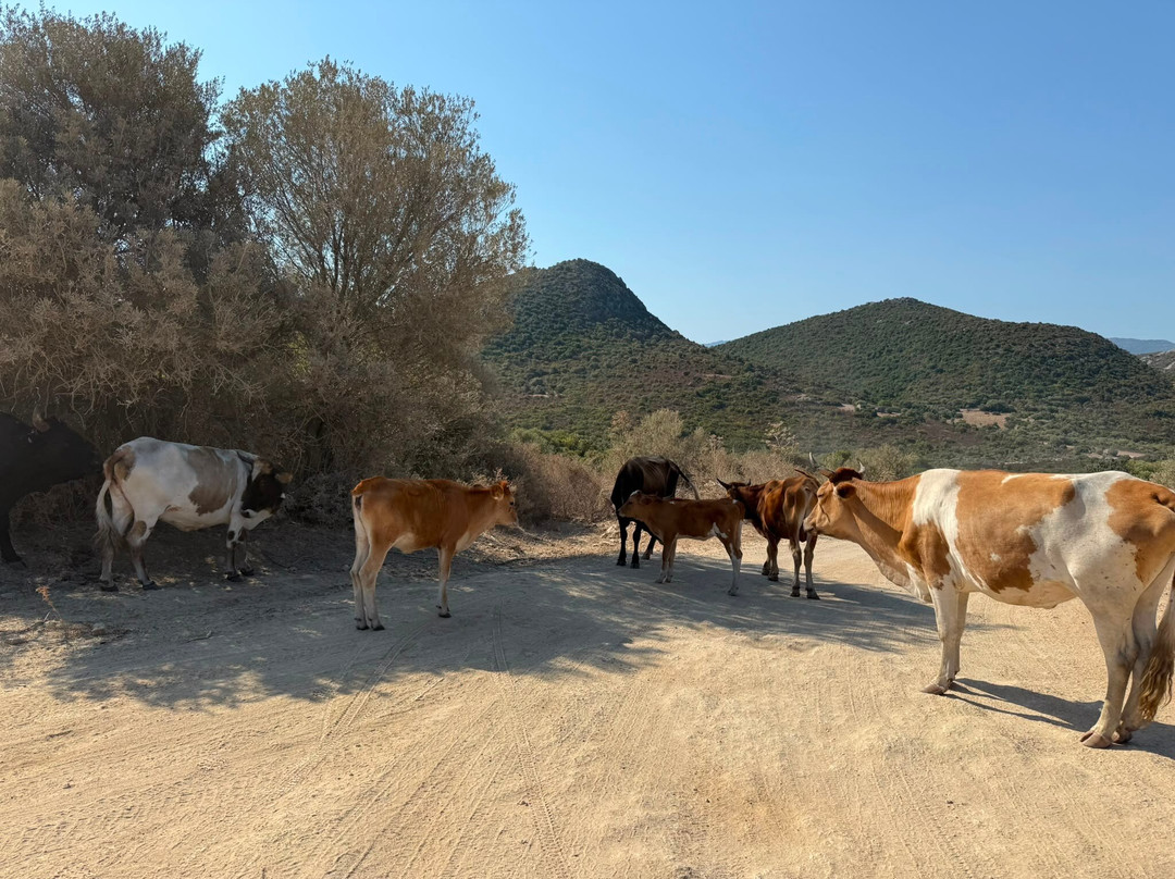 Corse Loisirs - Day Tours-Ile Rousse必去景点