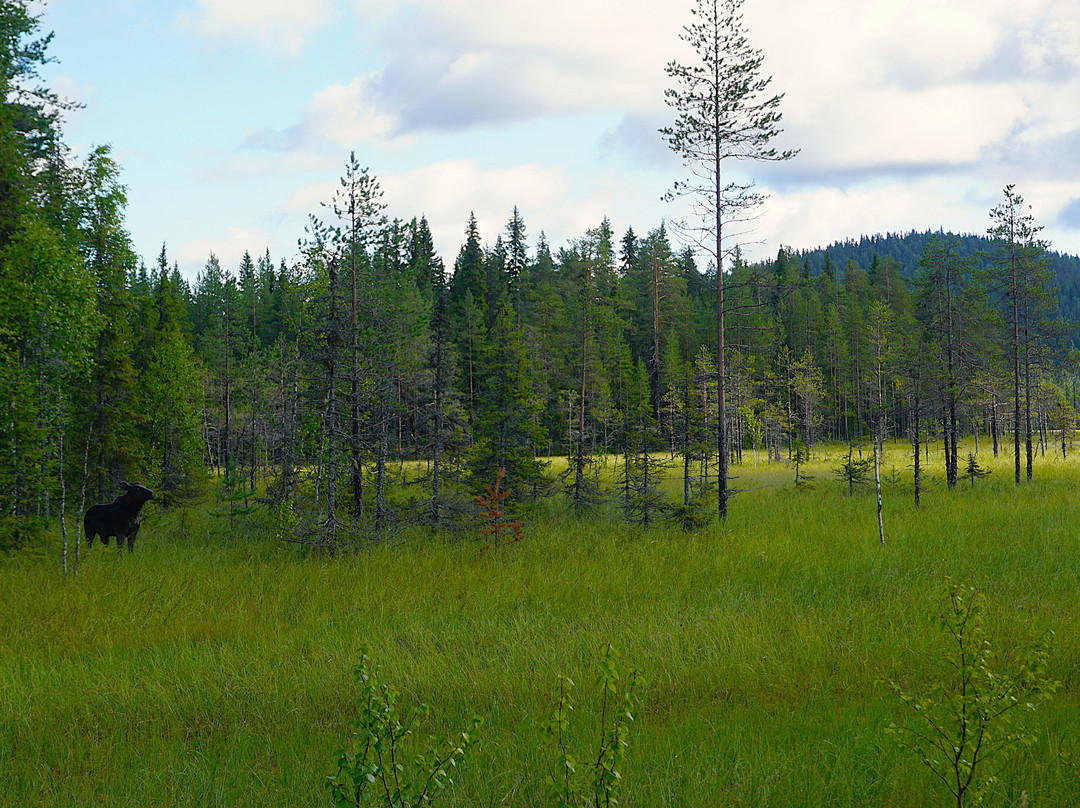 Syote National Park-Pudasjarvi必去景点
