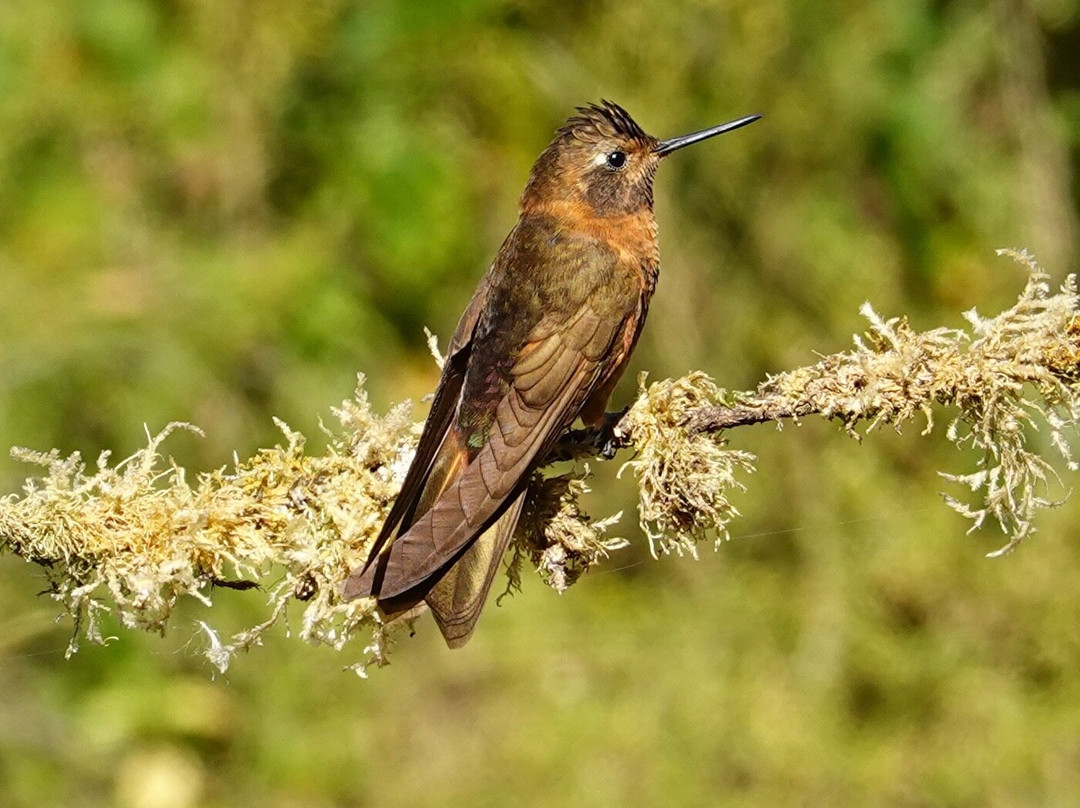 Santuario de colibríes - Ensifera Ensifera-乌鲁班巴必去景点