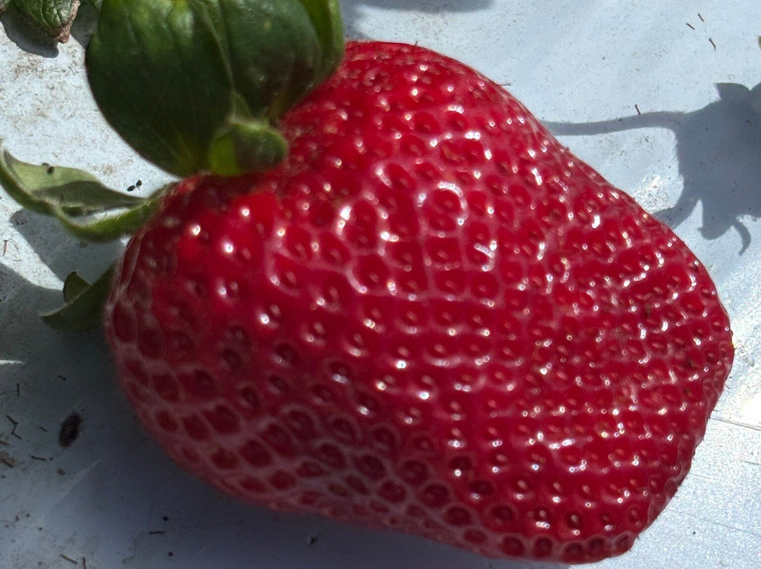 Bargara Berries-Bargara必去景点
