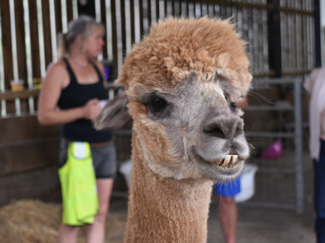 Cotswold Alpacas-切尔滕纳姆必去景点