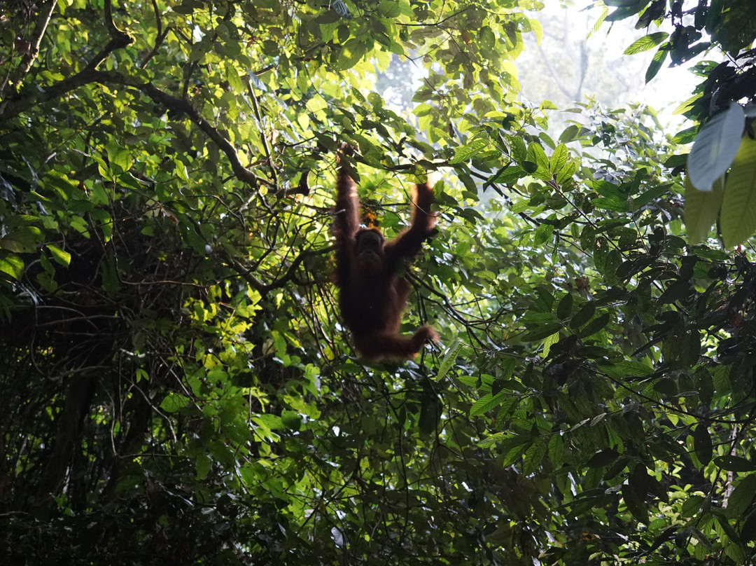 Sumatra Orangutan Explore-武吉拉旺必去景点