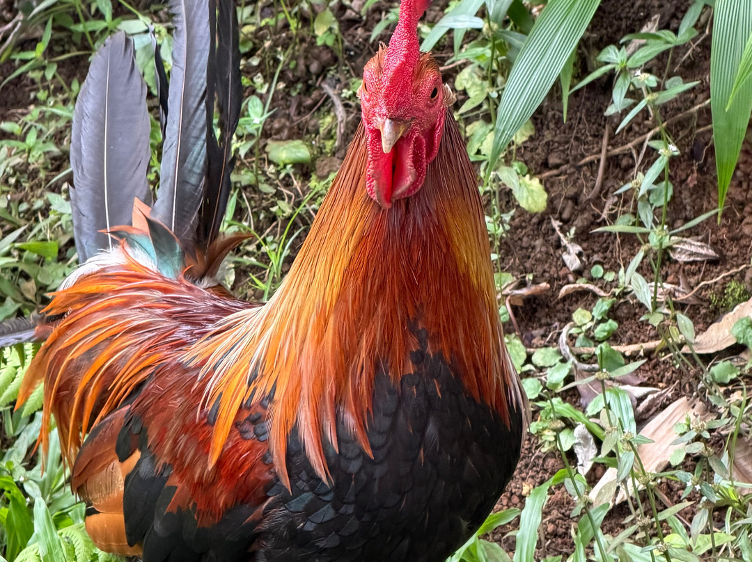 Leilani Farm Sanctuary-海库必去景点