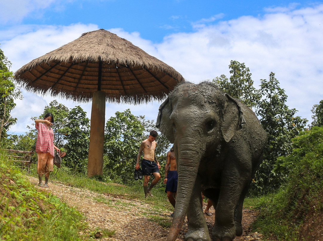 Maerim Elephant Sanctuary-夜林必去景点