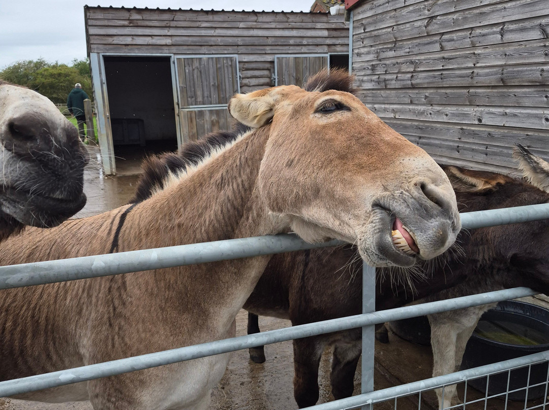 Radcliffe Donkey Sanctuary-Huttoft必去景点