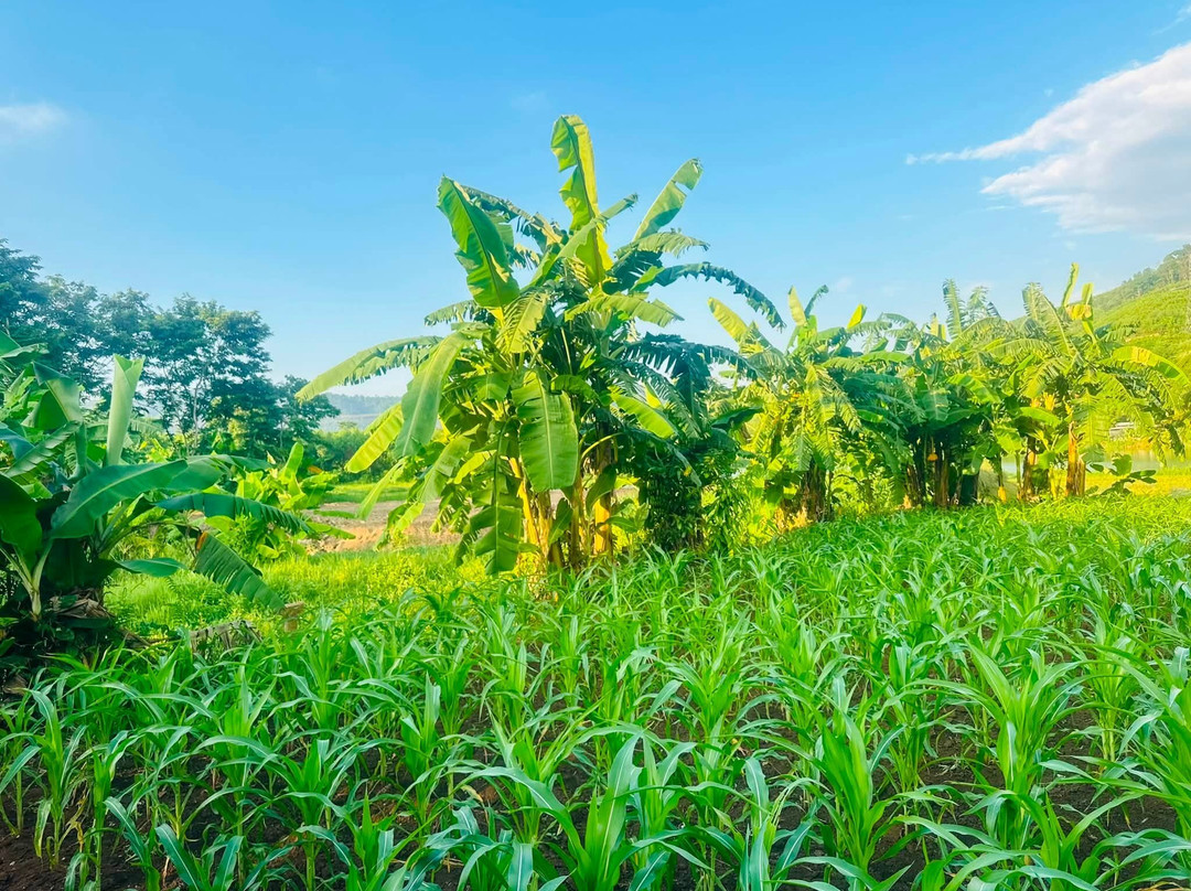 Dong Du Village Farmstay-Nghia Thuan必去景点