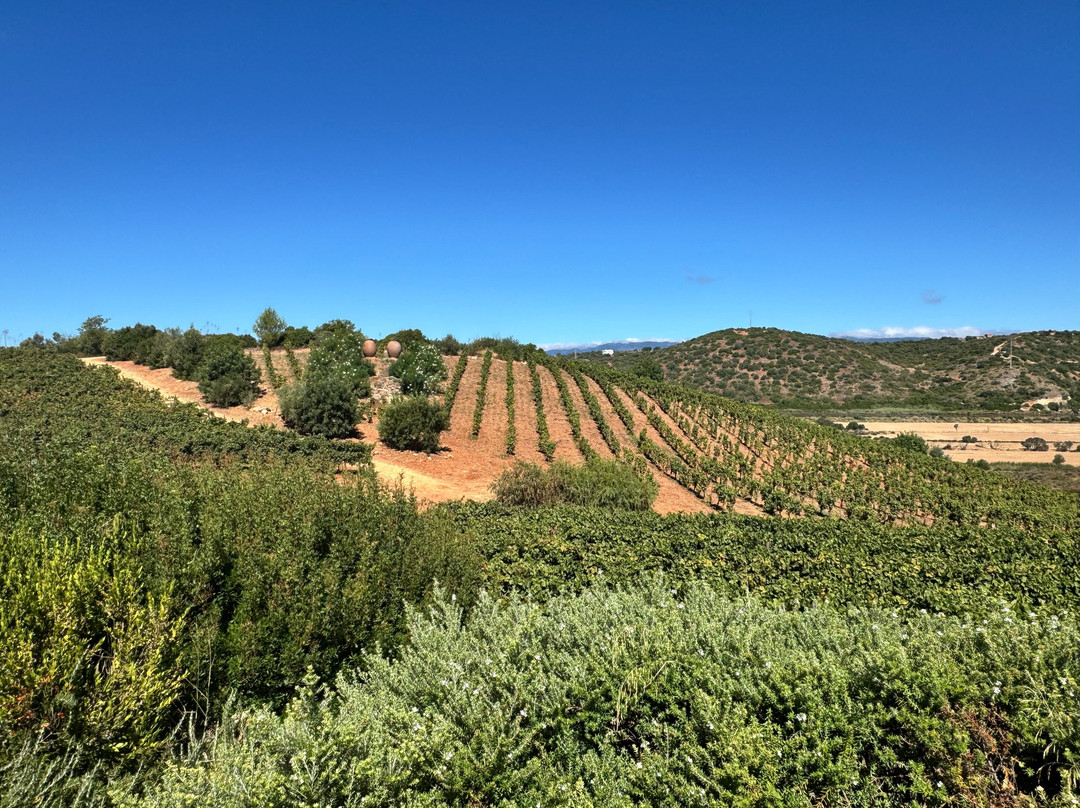 Arvad Wines