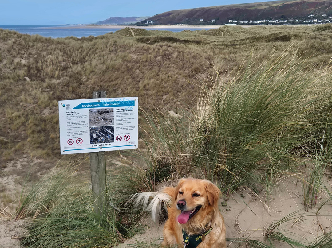 Ynyslas National Nature Reserve-Borth必去景点