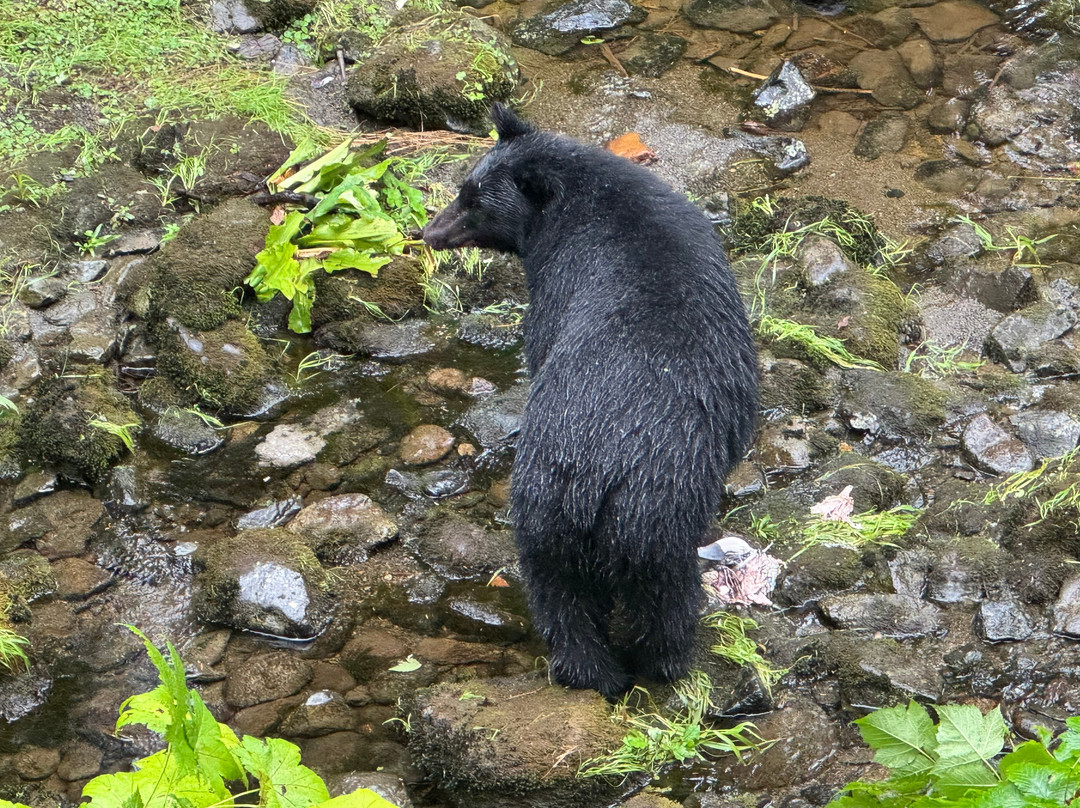 Alaska Rainforest Sanctuary-凯奇坎必去景点