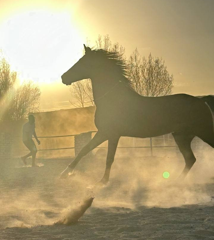Horse Trips Iryna-赫尔格达必去景点