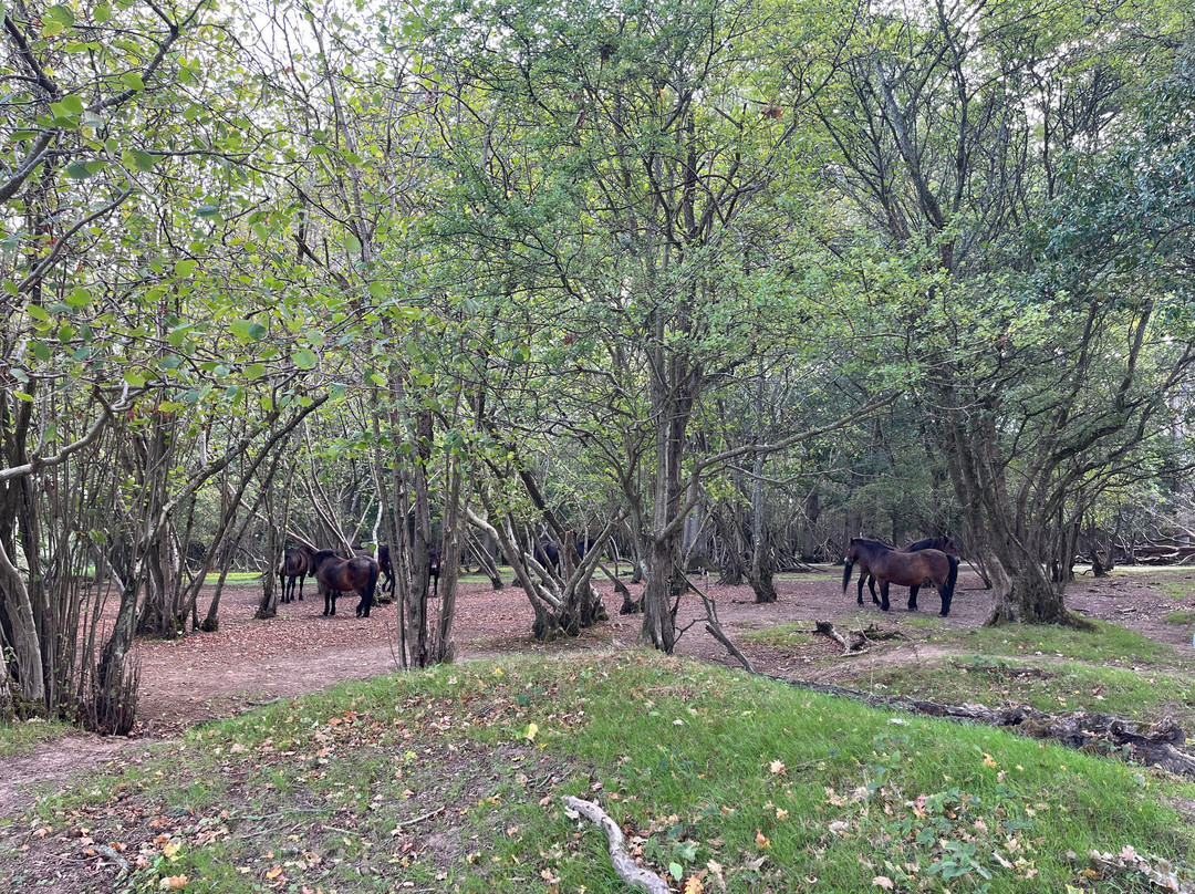 Knepp Wildland Safaris-霍舍姆必去景点