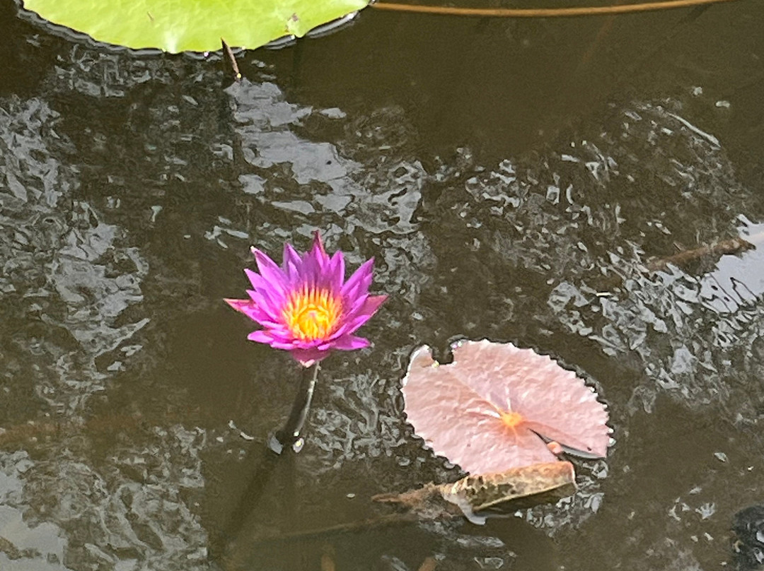 Lunuganga Garden Tour-班托塔必去景点