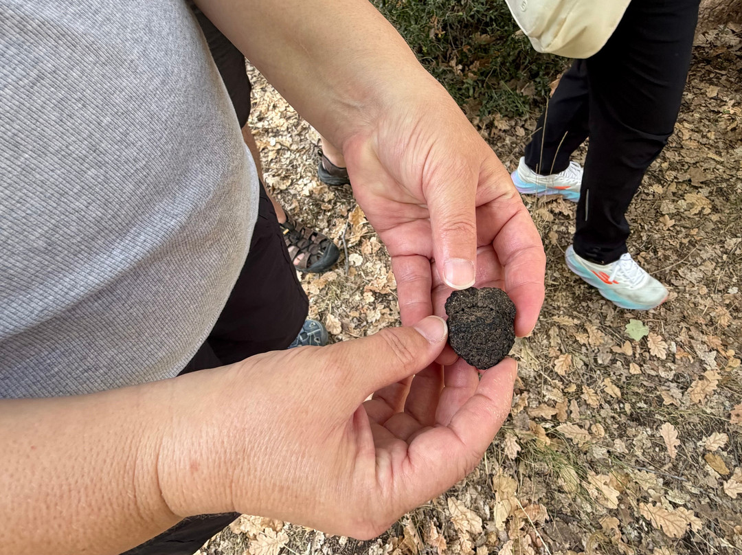 Truffle Hunting-卡兰巴卡必去景点