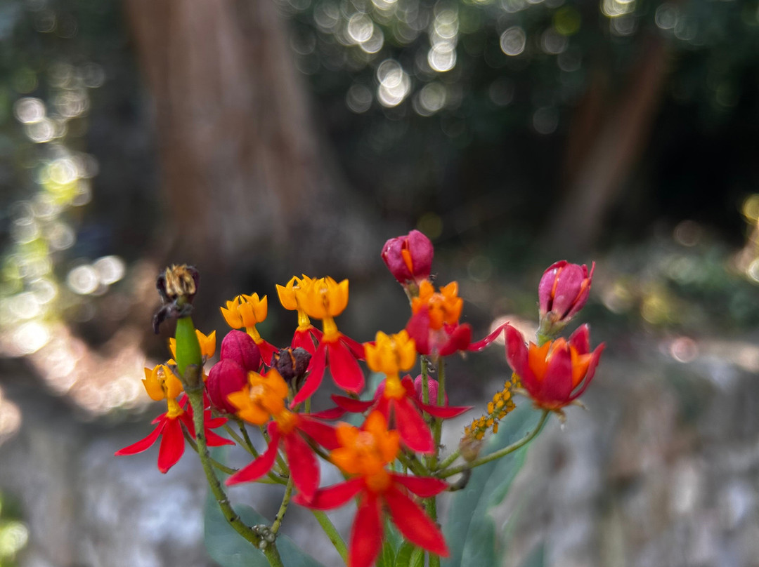 Jardín Botánico de Sóller-索耶尔必去景点