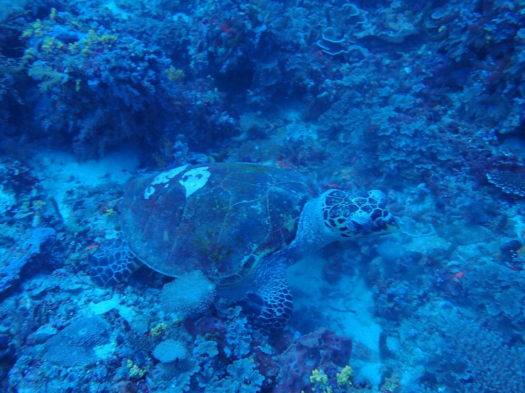 Euro-Divers LUX South Ari Atoll-南阿里环礁必去景点