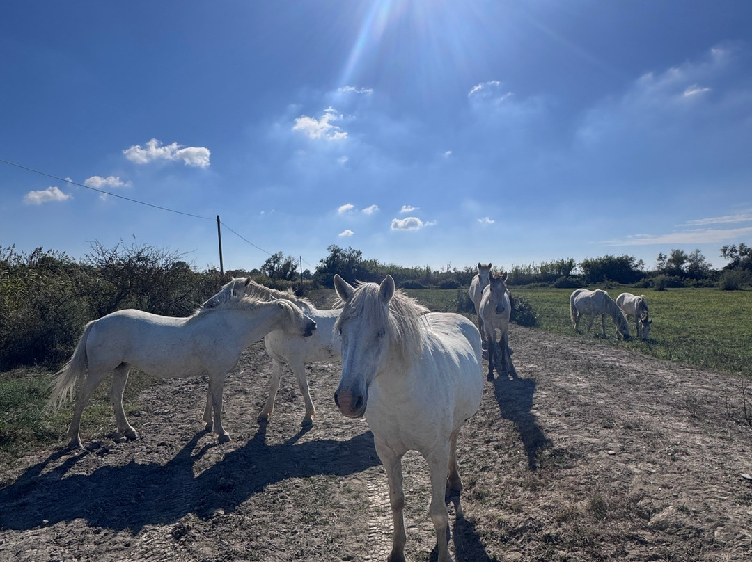 Safari Karine Cœur de Camargue-Montcalm必去景点