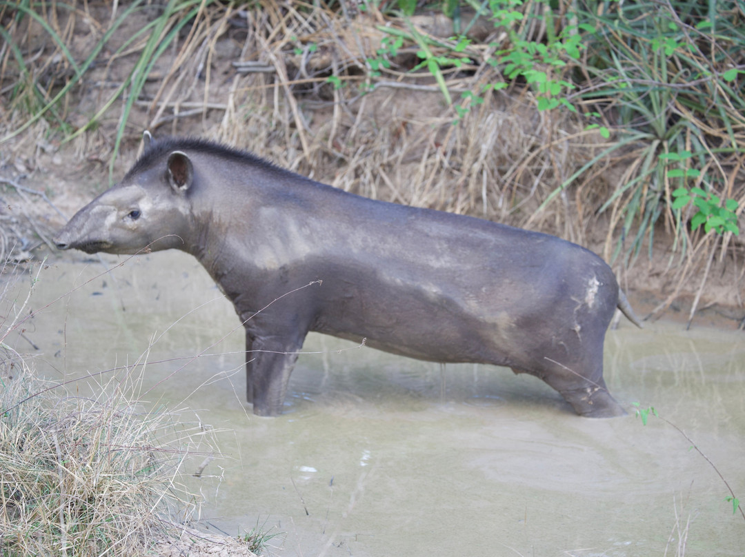 Olsen Photo Tours - Wildlife Experiences-Porto Jofre必去景点