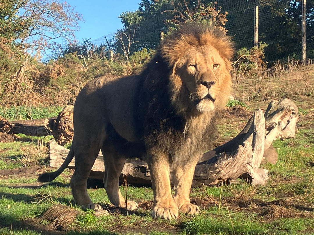 West Midlands Safari Park-Bewdley必去景点