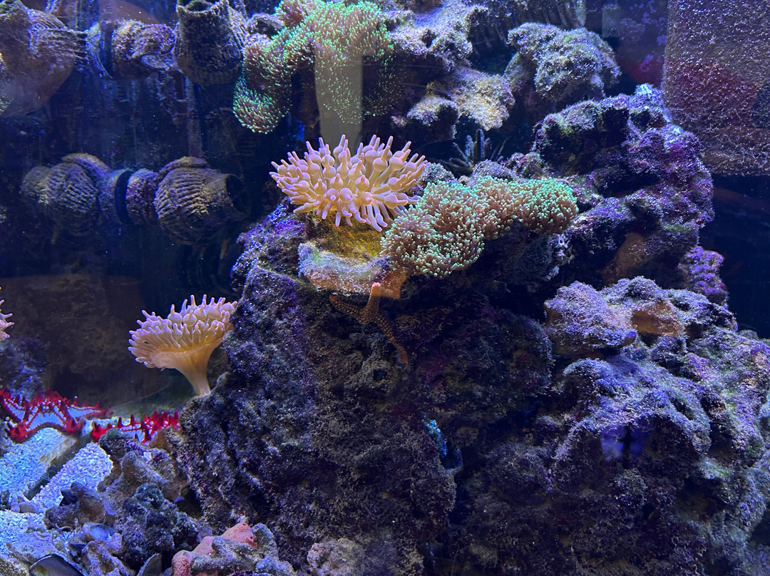 Deep Blue Aquarium Tour-安娜堡必去景点