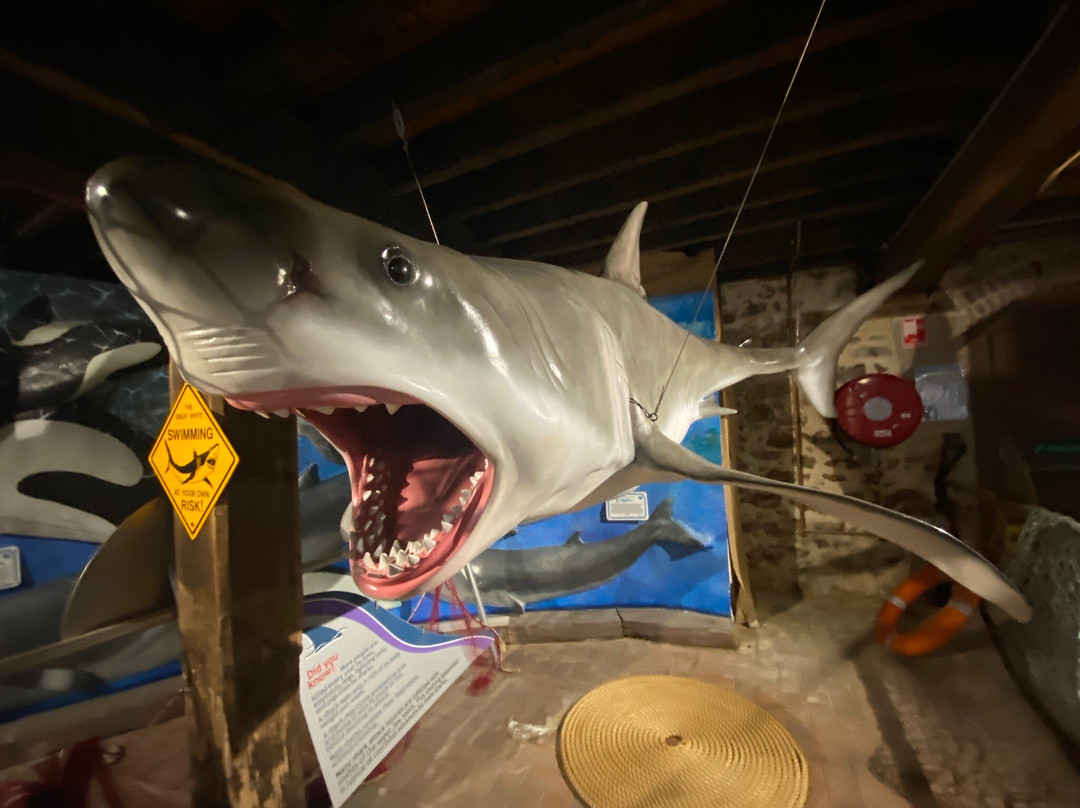 South Australia Whale Centre-维克多港必去景点