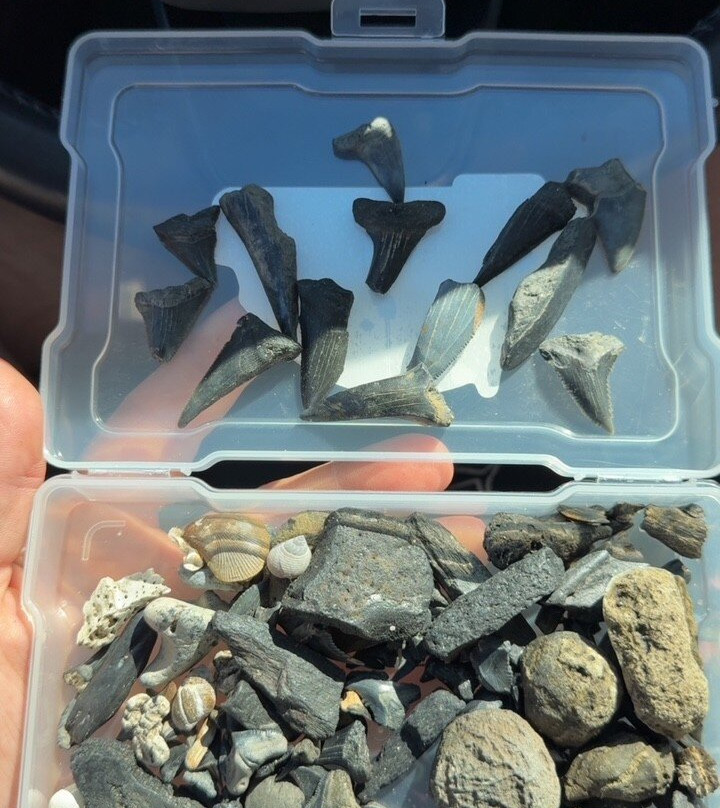 Charleston Fossil Adventures-查尔斯顿必去景点