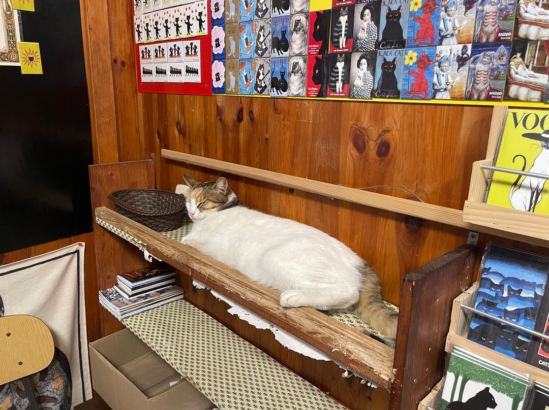 Cats Museum-科托尔必去景点