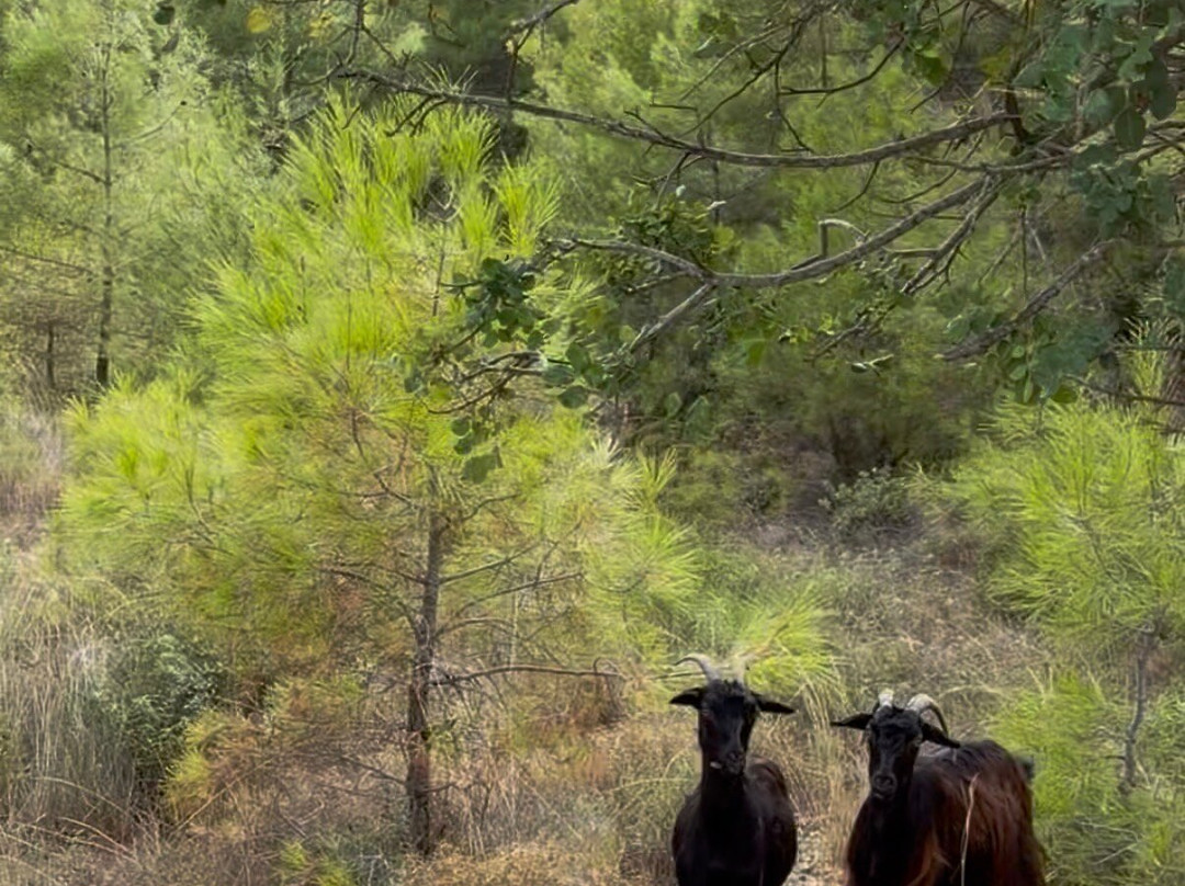 Rhodes Buggy Safari....more than an adventure-科林比亚必去景点