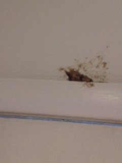 Best Interstate Inn Wheat Ridge/Denver