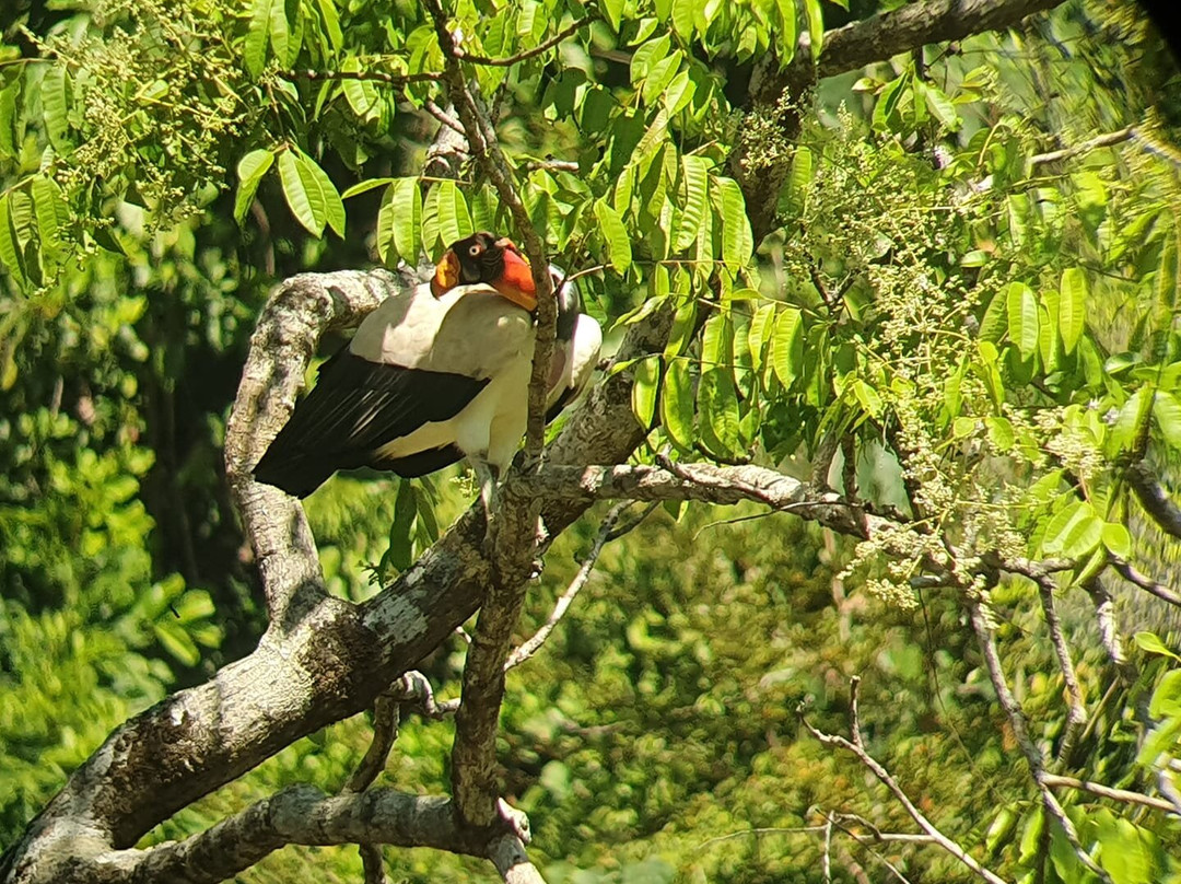 Osa Nature Lovers景点图片