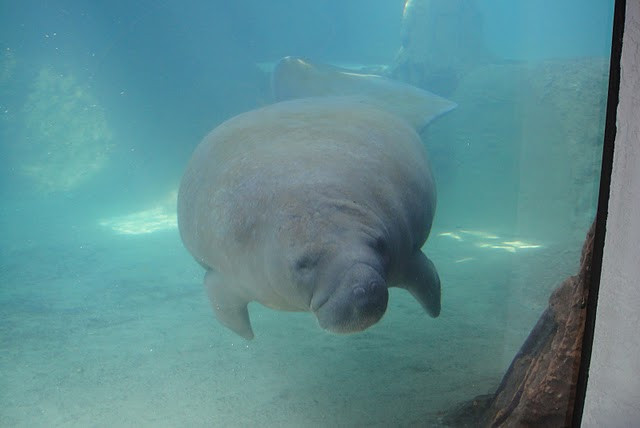 萨拉索塔旅游景点-Mote Marine Laboratory & Aquarium