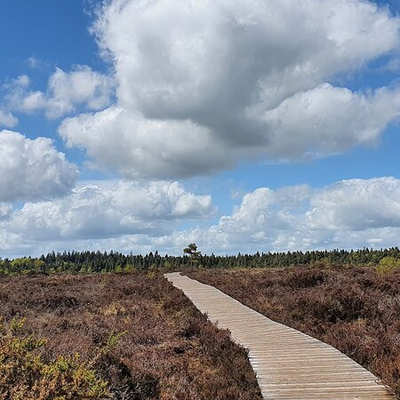 Abbeyleix Bog Project景点图片