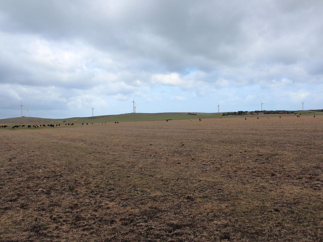 Codrington Wind Farm景点图片