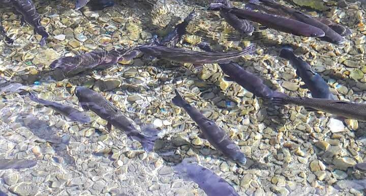 Pisciculture des Meuniers-莫尔济讷必去景点