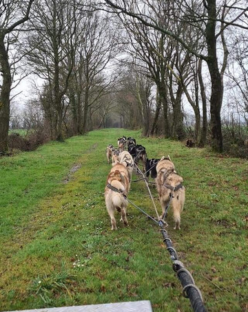 Husky d Anjou, chiens de traîneau