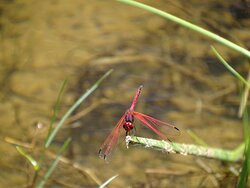 Montagu Nature Garden-蒙提古必去景点