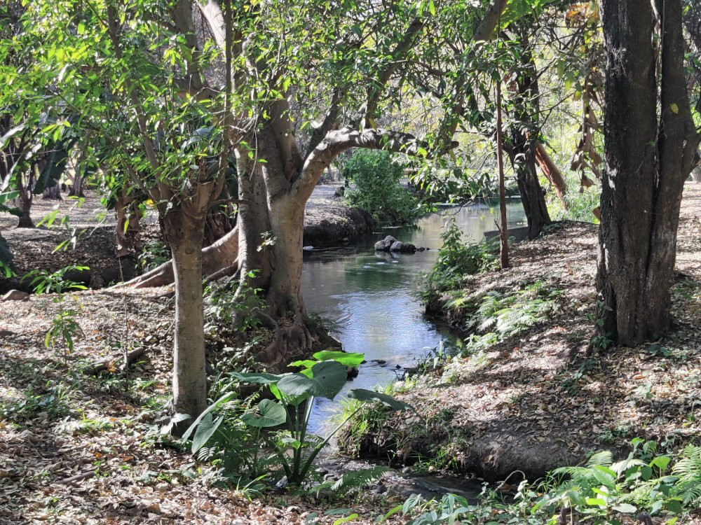克雷塔罗旅游景点-Arbol Milenario