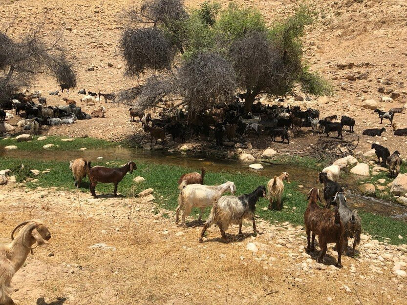 Ein Prat Nature Reserve (Wadi Qelt)景点图片