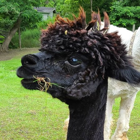 Old Mill Alpacas景点图片