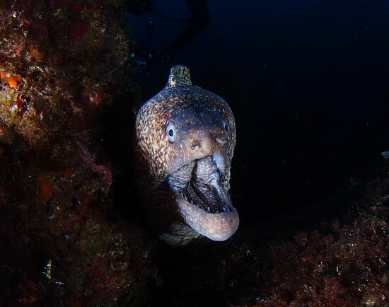 Haliotis Dive Centre Faial-奥尔塔必去景点