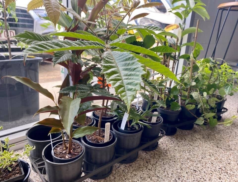 My Dilly Bag景点图片