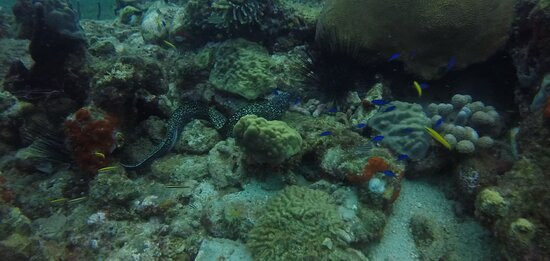 Cabrits Dive Centre-Portsmouth必去景点