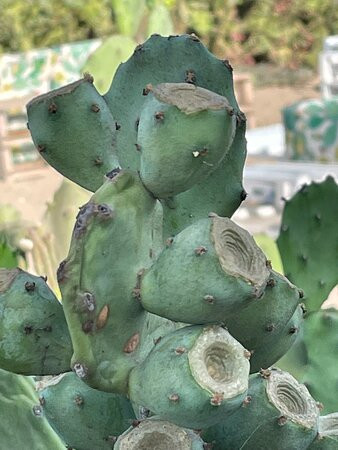 Maison De Trazegnies Marina Di Ragusa主图