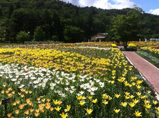 Iide Dondendaira Lily Garden景点图片